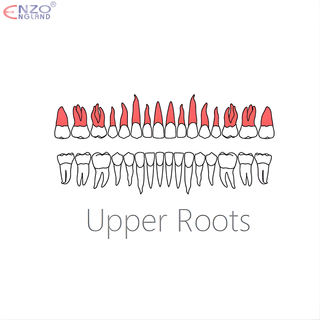 97 Extraction Forceps English Pattern