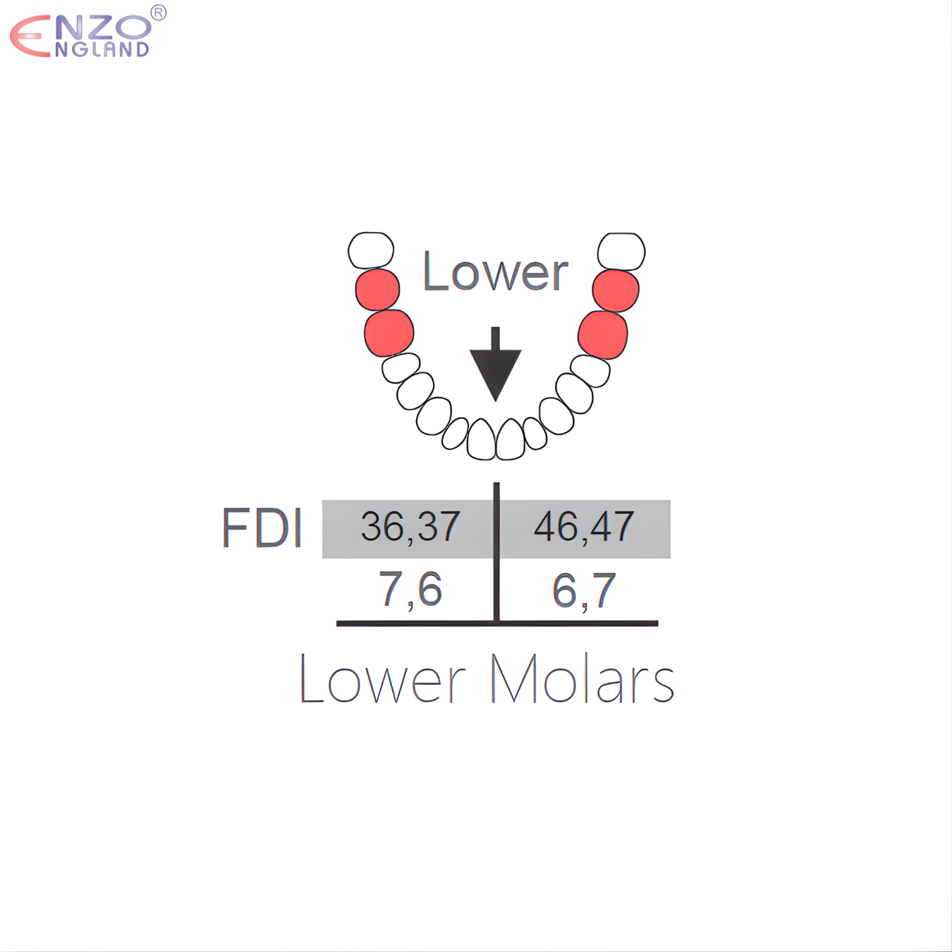 22 Extraction forceps English Pattern