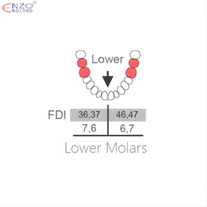 22 Extraction forceps English Pattern
