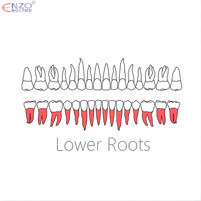 46L Root Extraction Forceps English Pattern