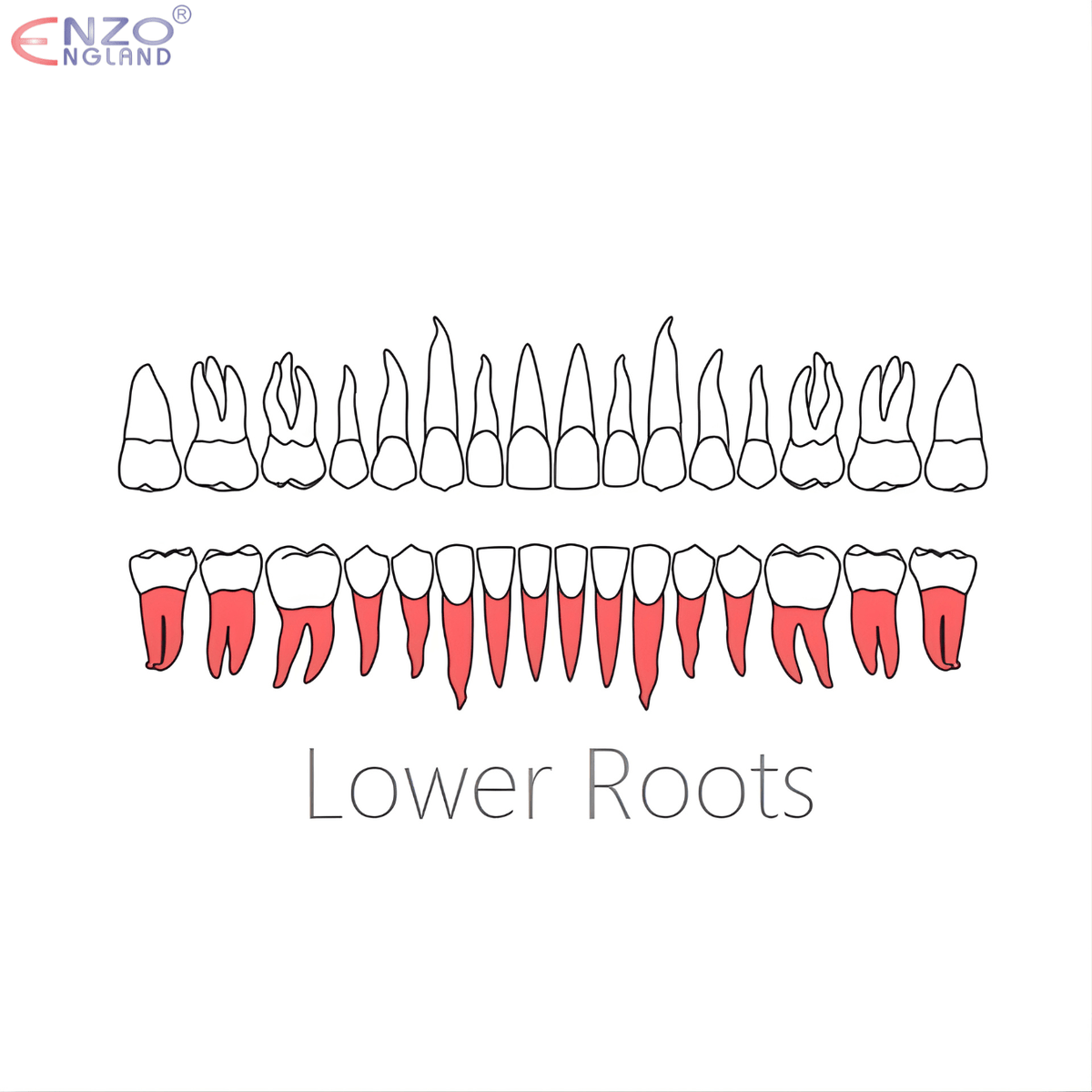 74N Root Extraction Forceps English Pattern
