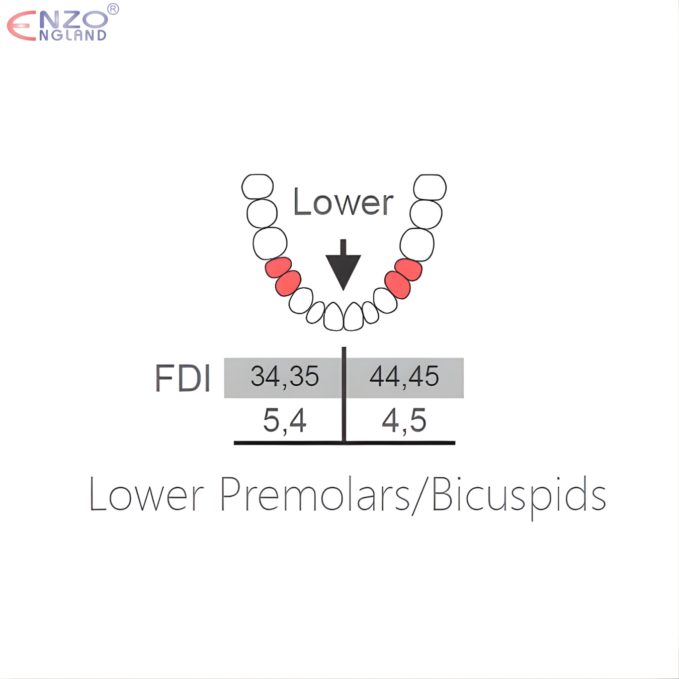 75 Extraction Forceps English Pattern