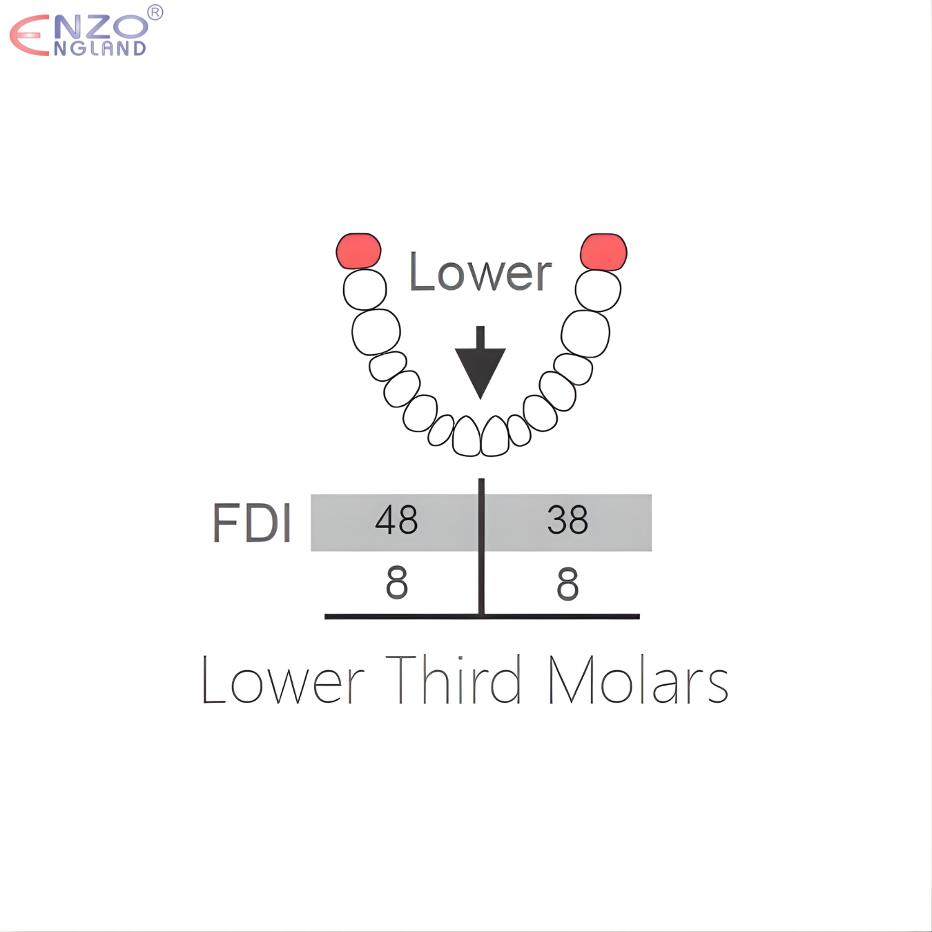 79N Extraction Forceps English Pattern
