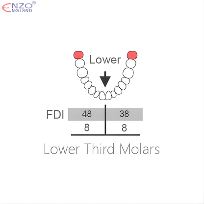 79N Extraction Forceps English Pattern